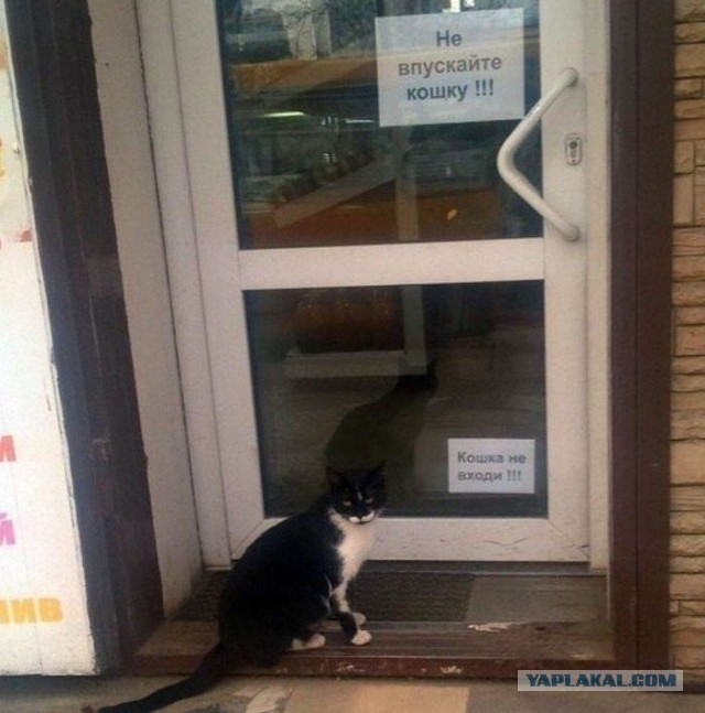 «Кот тут жил до вас»