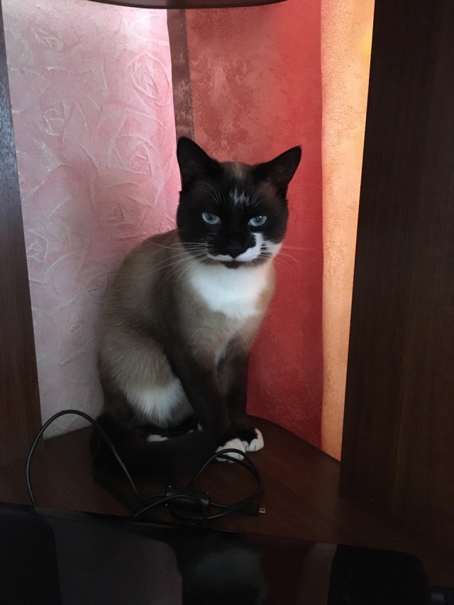 Нужна помощь по котейке!