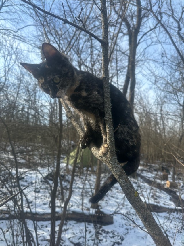 С Котовторником!