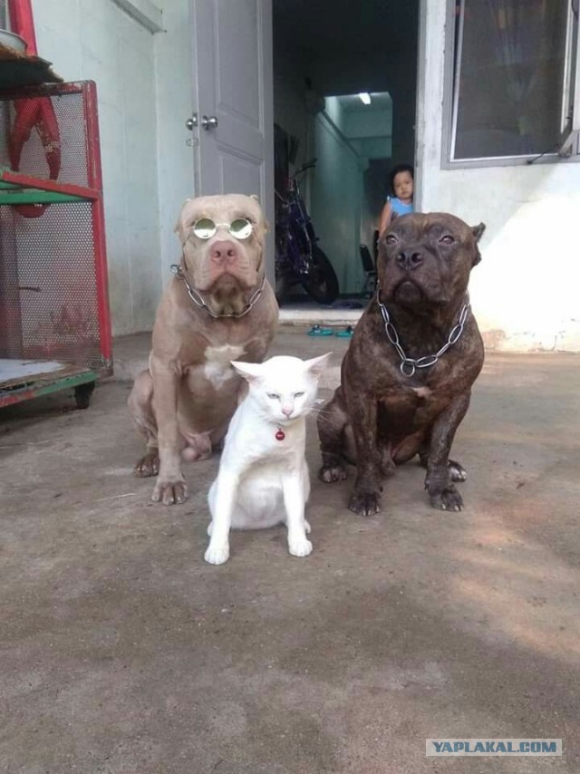 Кот по имени Лев