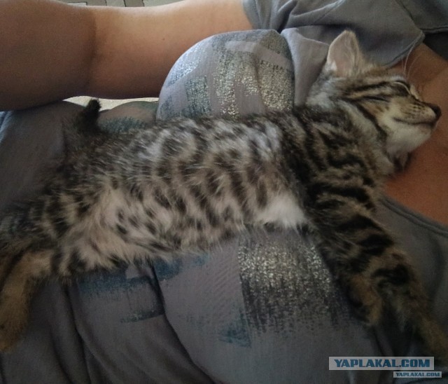 Котопаралич 1 степени