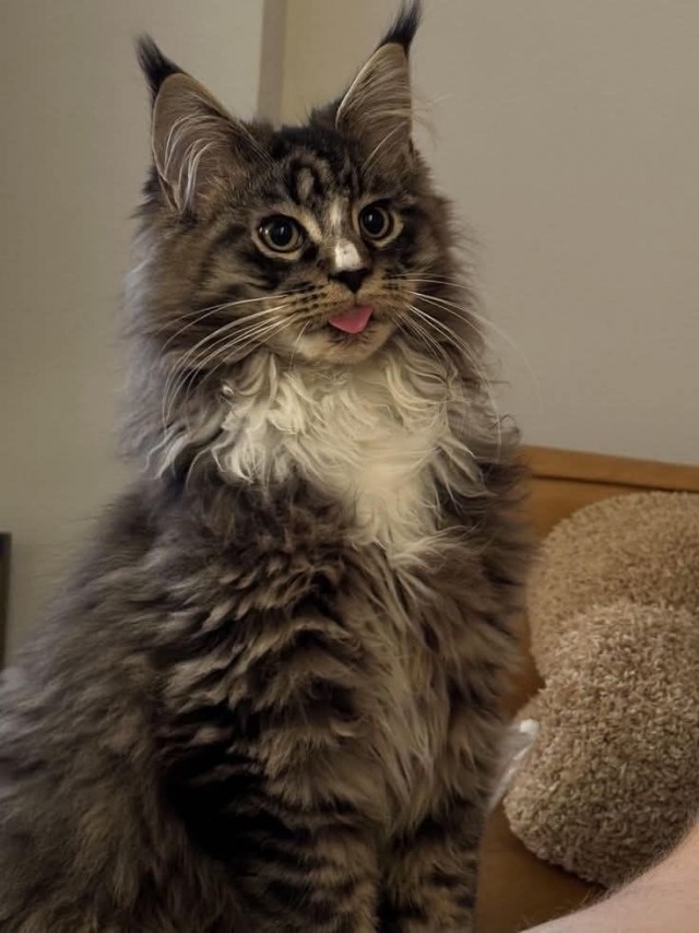 Котовторник! Успел!)