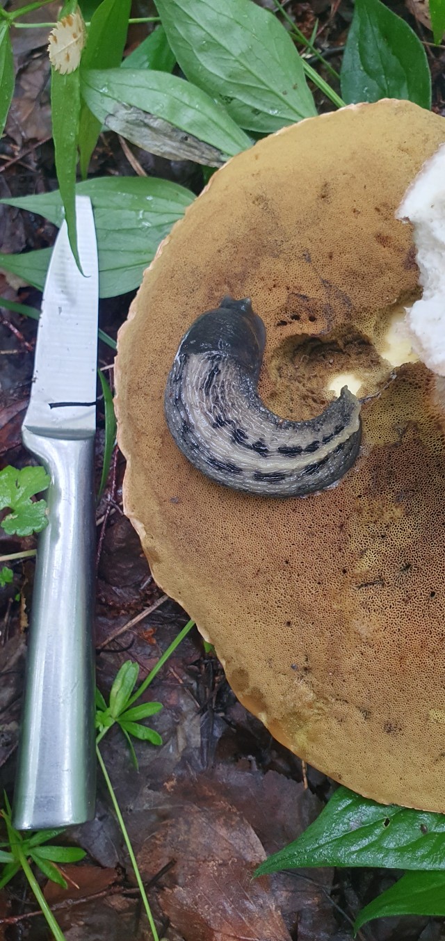 Съездили за грибами