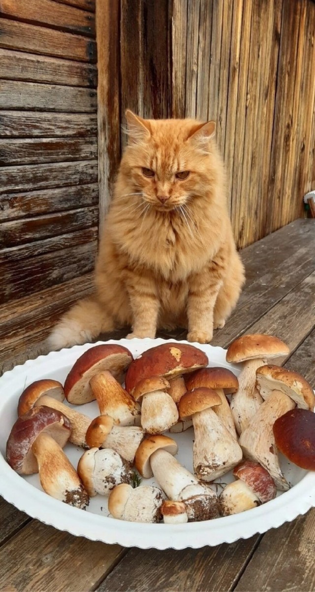 Осенний кот