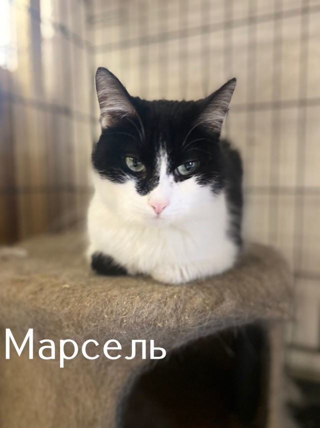 Жизнь домашнего приюта "Котоленд" 513