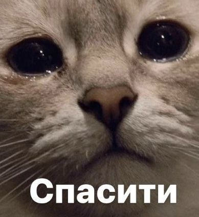 Помогите котику!