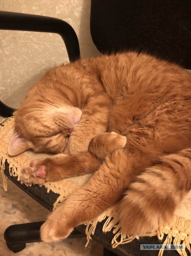 Один день из жизни рыжего кота
