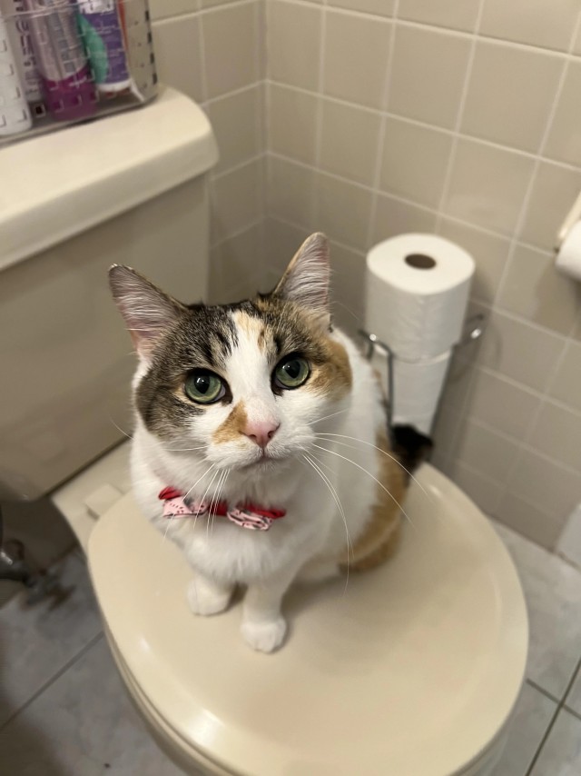 Рандомных фото котов тред