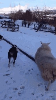 Стая