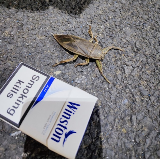 Жучила