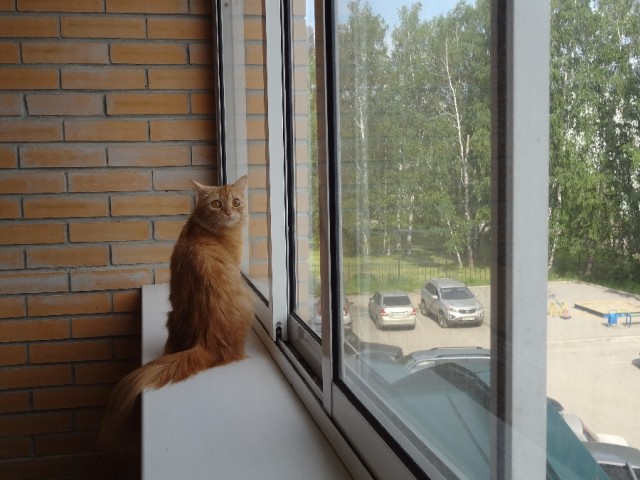 Котовторник  30.07.2013