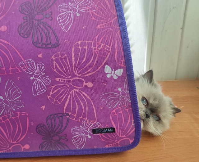 Котовторник