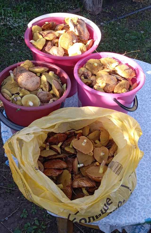 Грыбочки