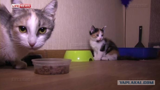 Вернувшиеся с отдыха москвичи нашли в диване кошку