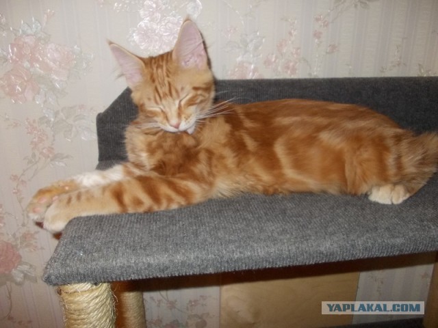 Котовторник   17.12.2013