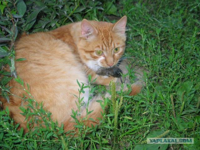 Котовторник 01.04.2014