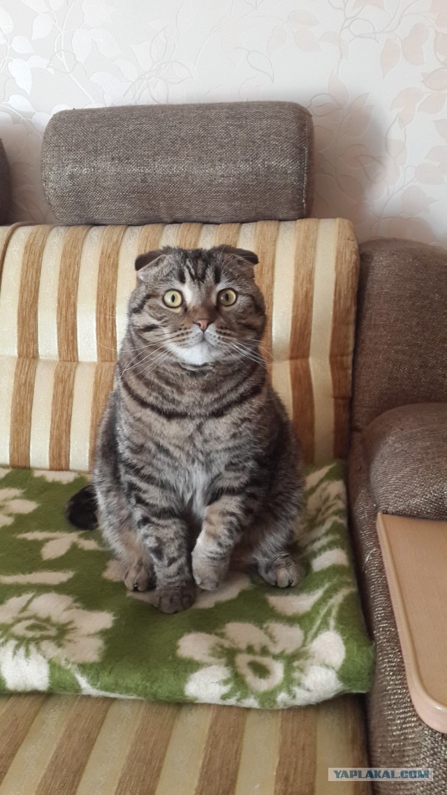 Котовторник   15.04.2014