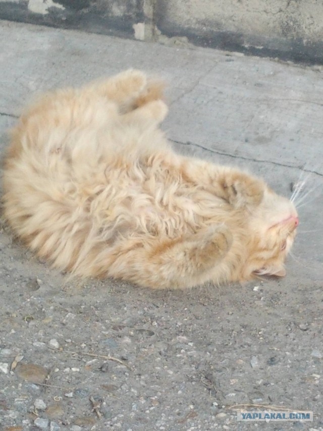 Котовторник  08.07.2014
