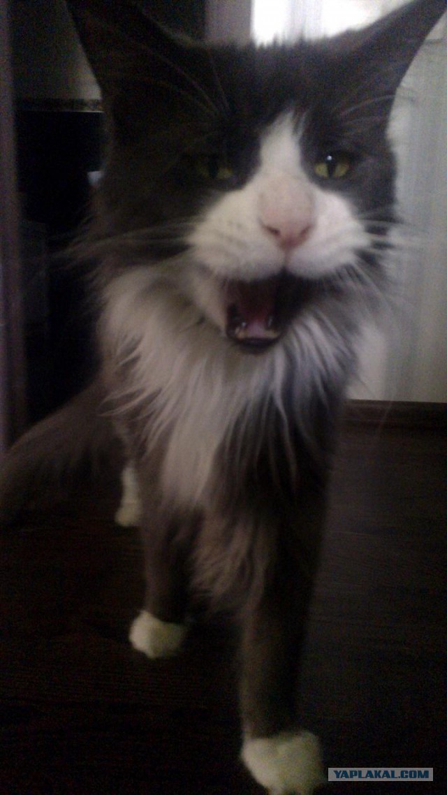 А у тебя есть фото твоей зевающей котейки ?
