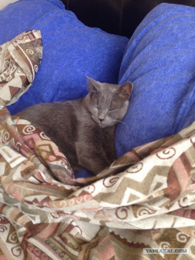 Котовторник 21.10.2014