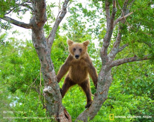 National Geographic,избранное...