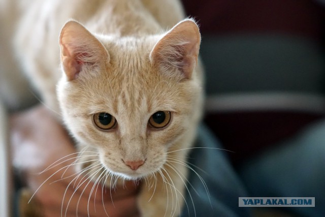 Котовторник 16.12.2014