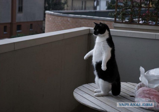 Котовторник   02.06.2015