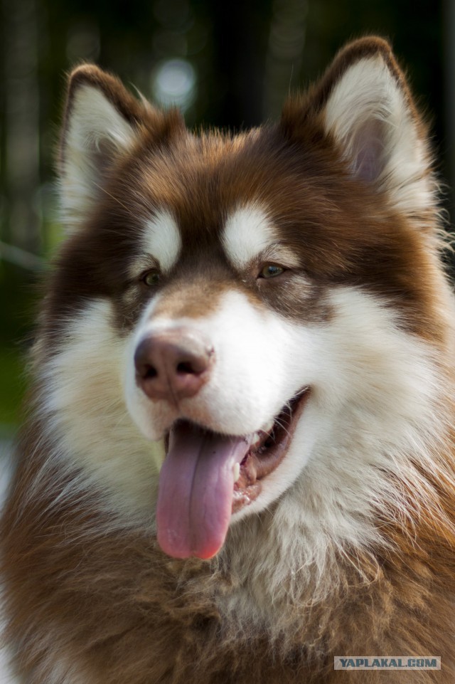 Вечерний сюрприз