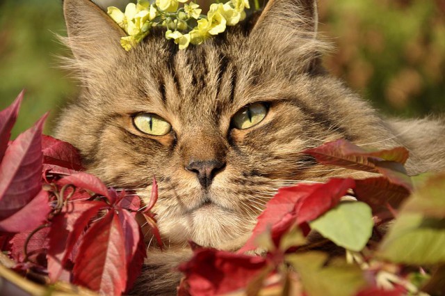 Котовторник 13.10.2015