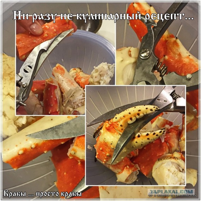 Крабы … просто крабы