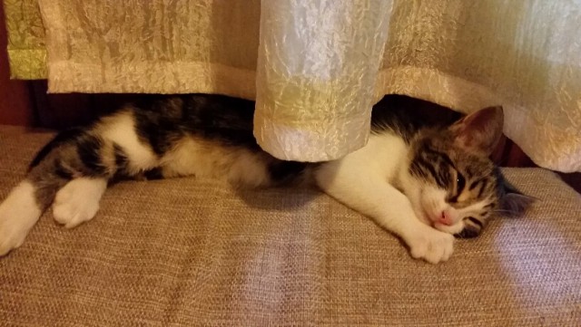 Котовторник 01.12.2015