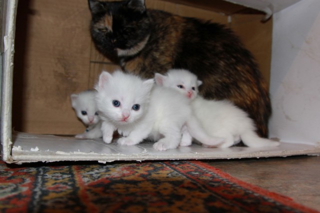 Котовторник 15.12.2015