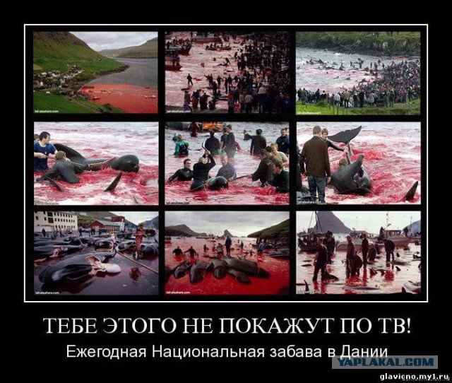 Убийство белой медведицы 18+