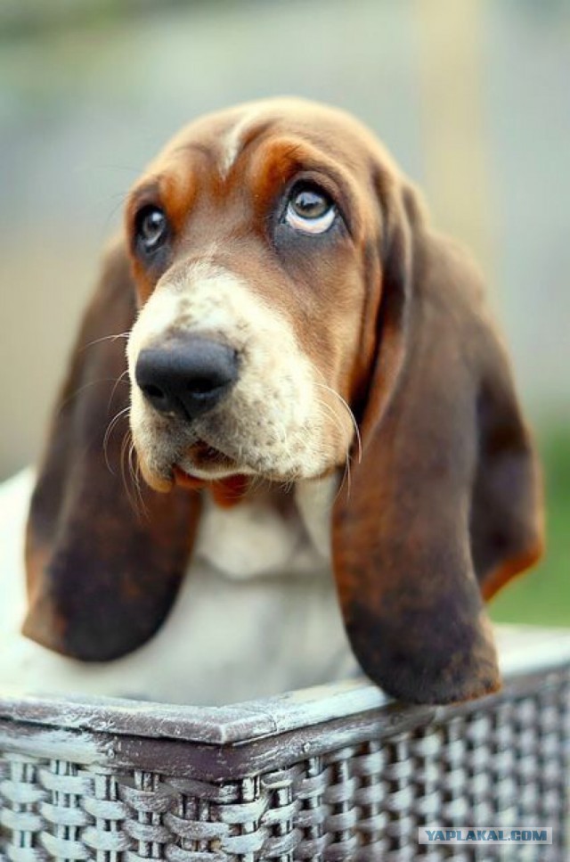 Собакочетверг