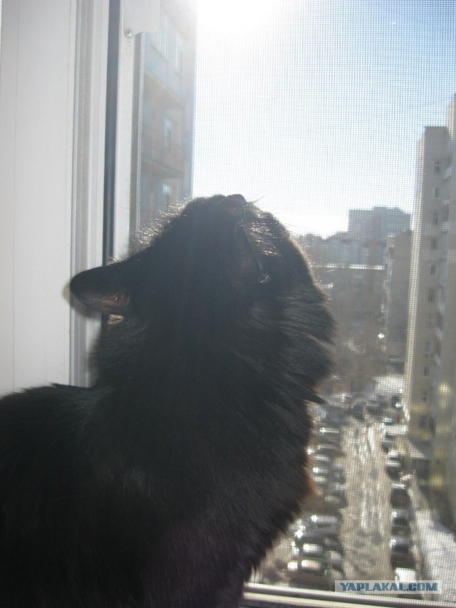 Котовторник 16.02.16