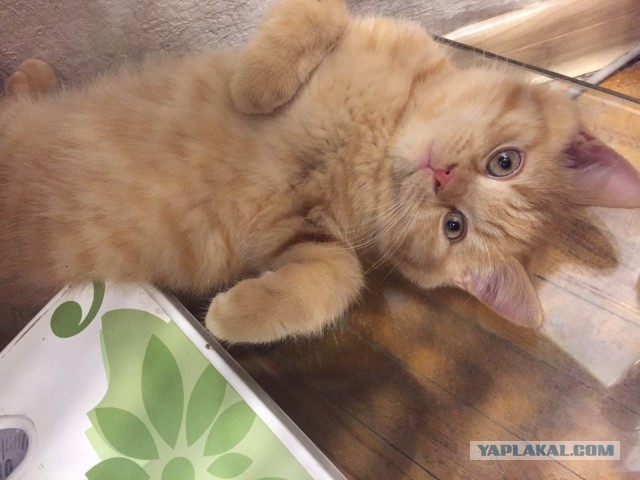 Котовторник 16.02.16