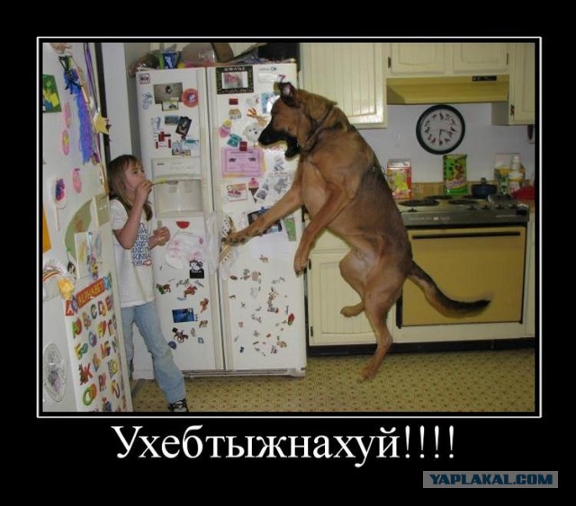 Когда вернулись дети, собака притворилась мертвой. Кот - не успел