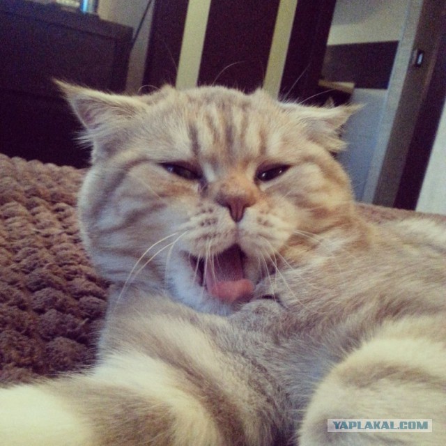 Кот с очень необычной способностью.