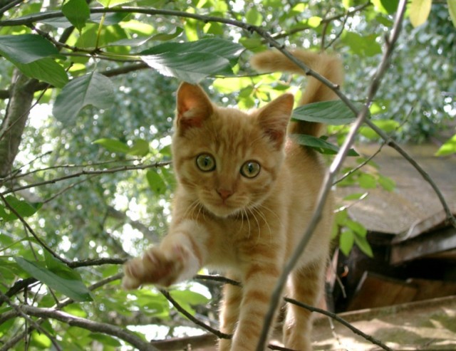 Коты, кошки, котята