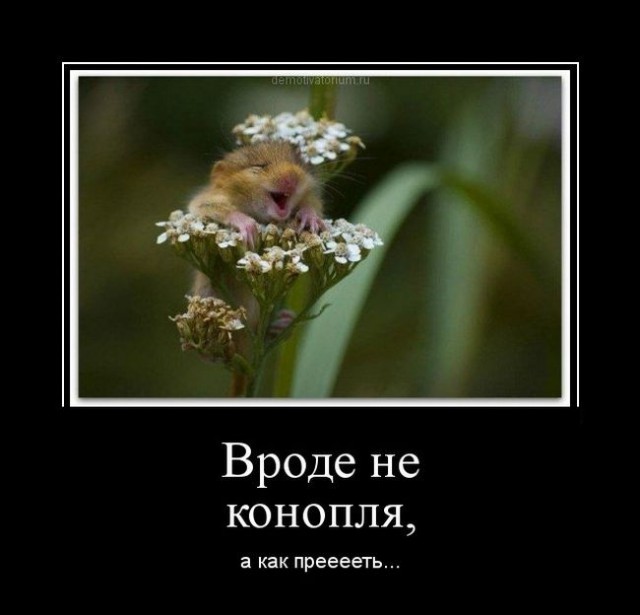 Позитивная подборка демотиваторов