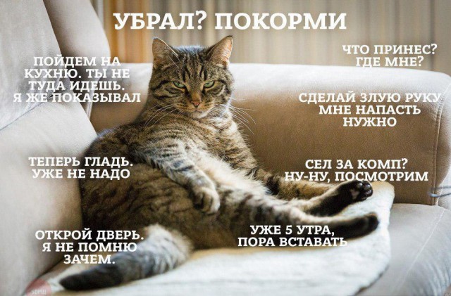 Коты из сети