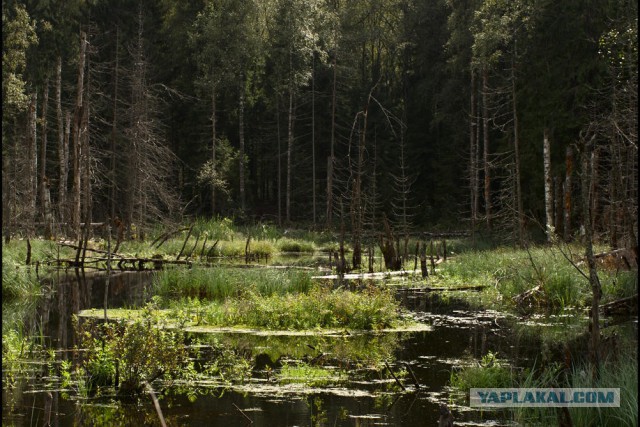 Тайга, страшные истории