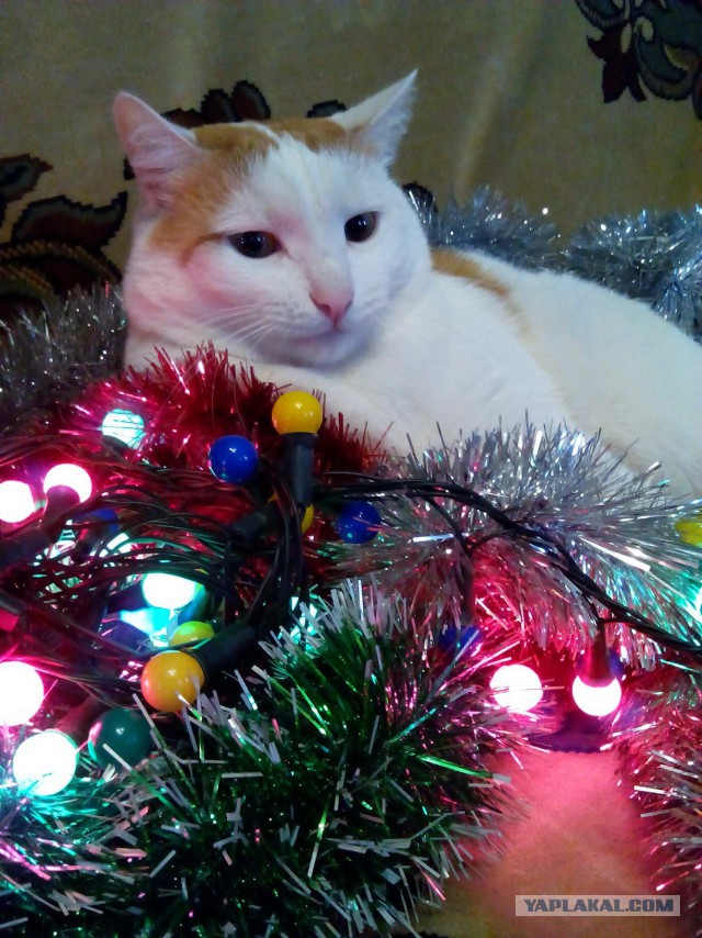 Котовторник 20.12.2016