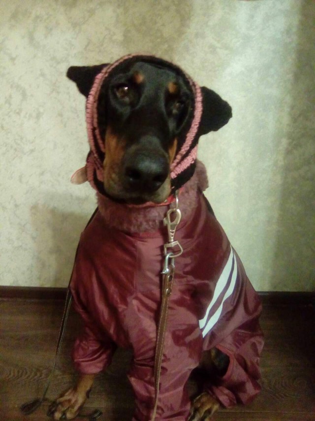 К собакочетвергу #2