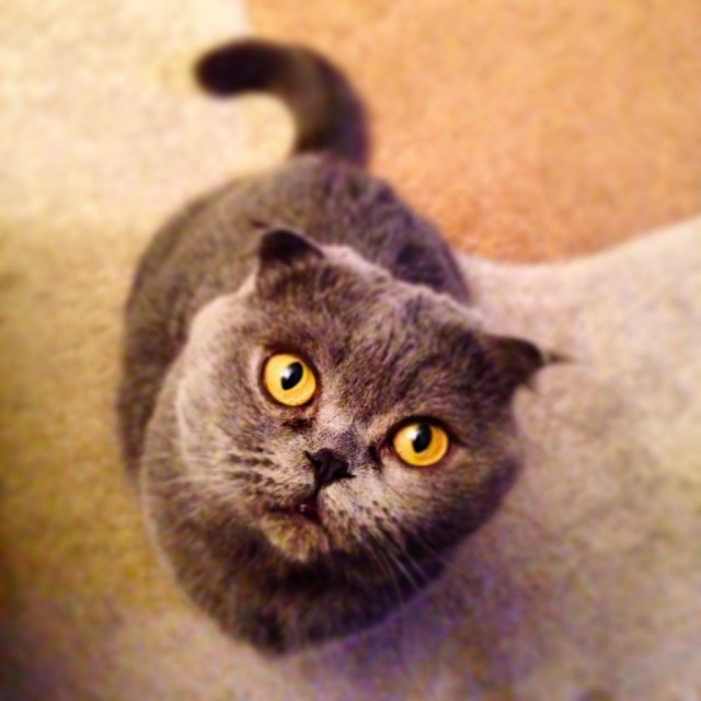 Коты и Кошки