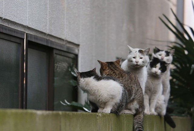 Коты и Кошки