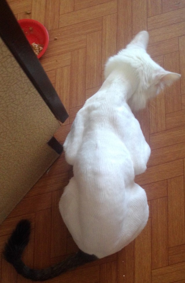 Котовторник 27.06.2017