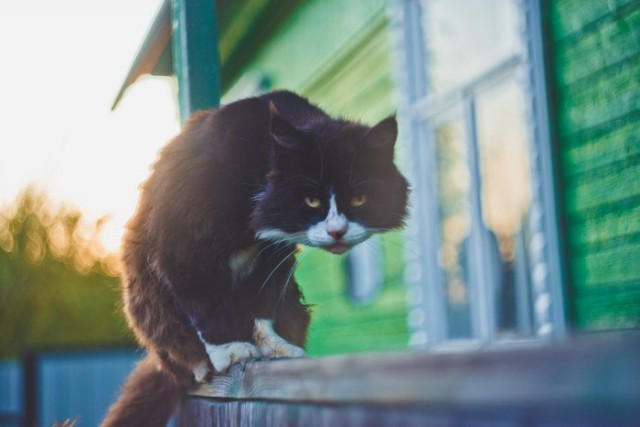 Коты и Кошки