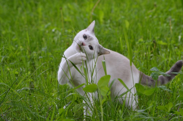 Коты и Кошки