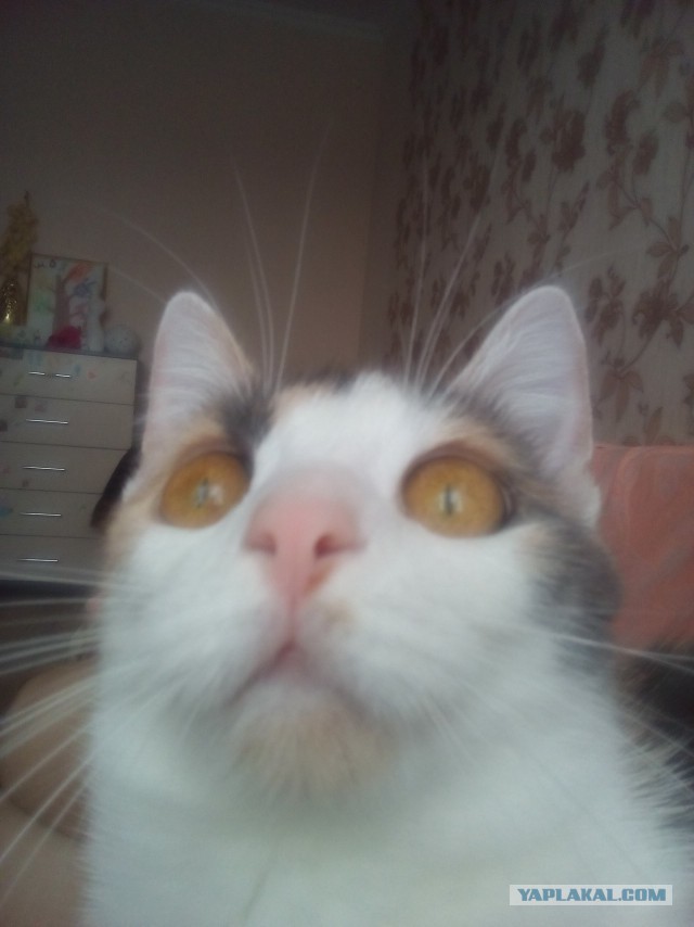 Котовторник 28.11.2017